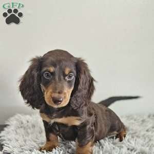 Ace, Dachshund Puppy